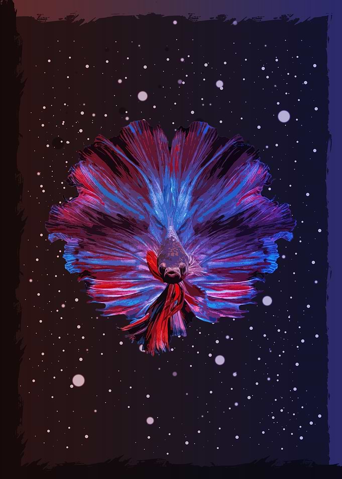 Betta fish