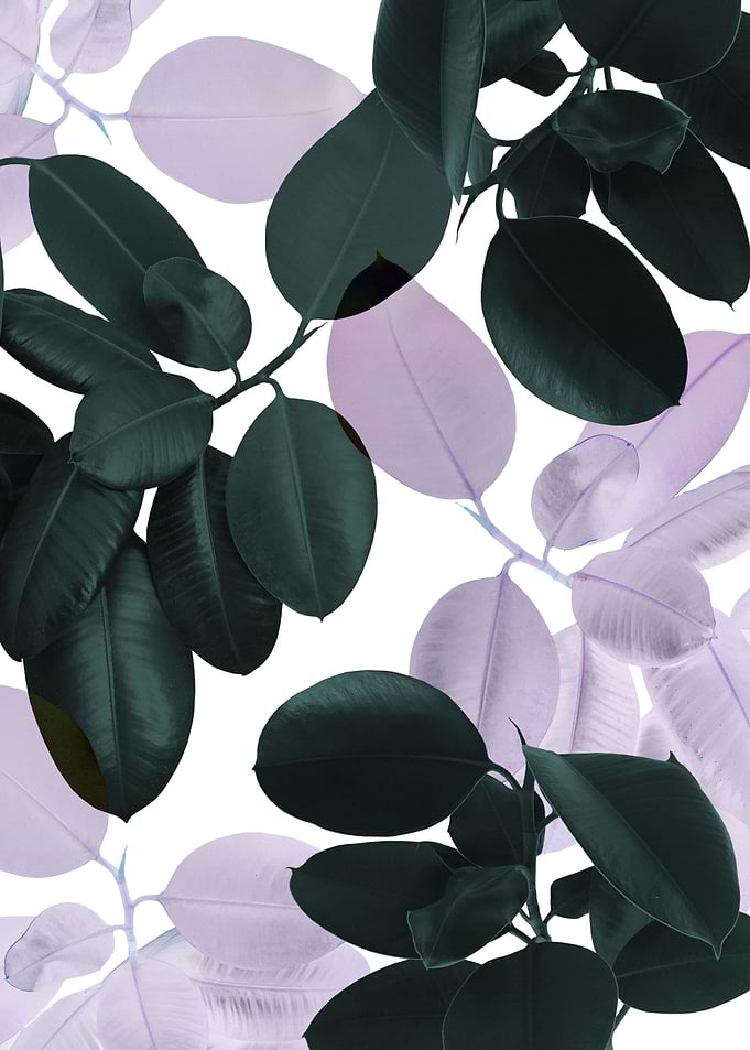 Ficus Leaves Glam 1