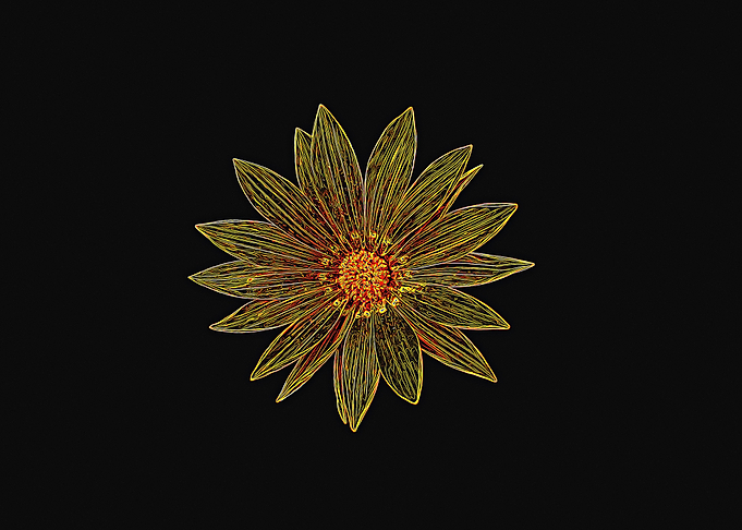 flower is art