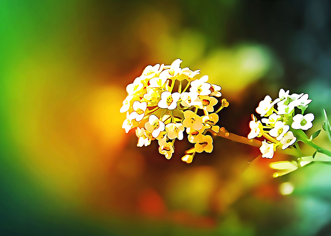 the art of flower