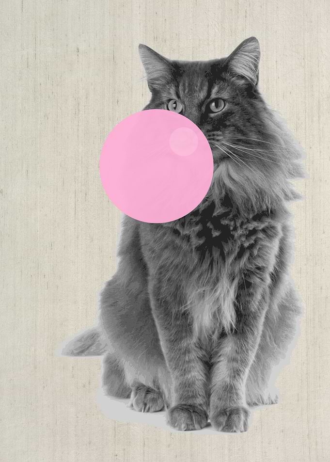 LONGHAIR CAT BUBBLEGUM