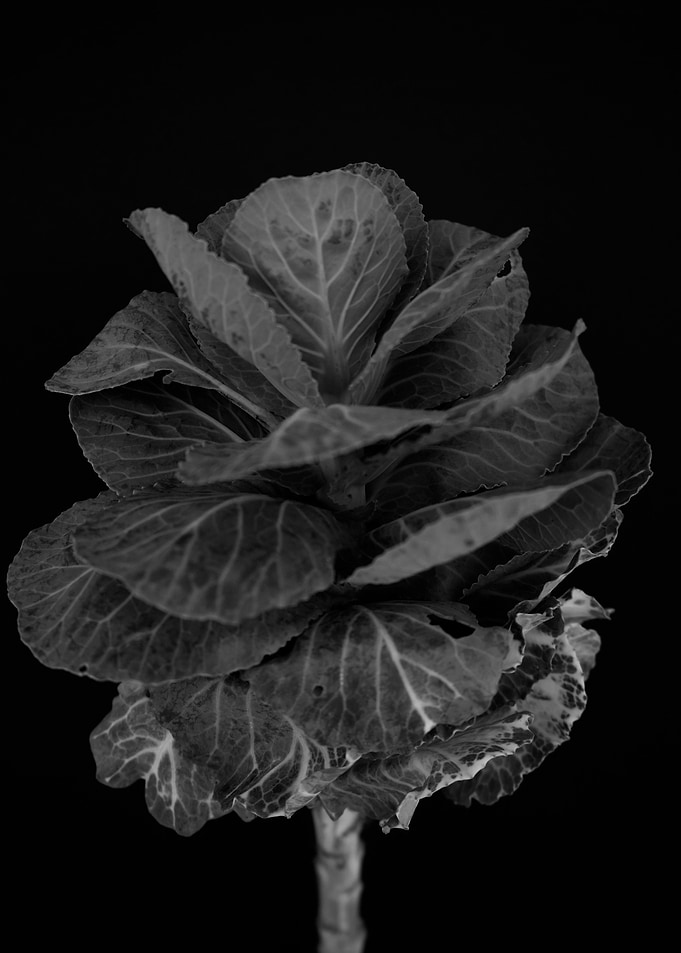 Brassica cabbage