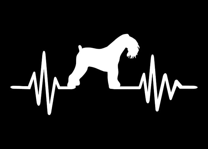 Kerry Blue Terrier