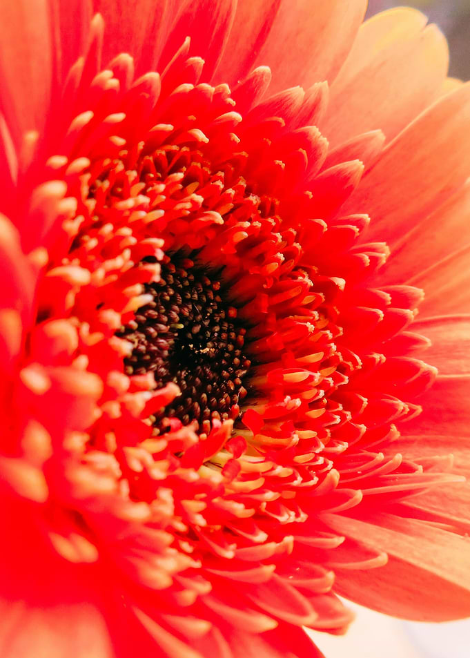 Orange Germini Gerbera