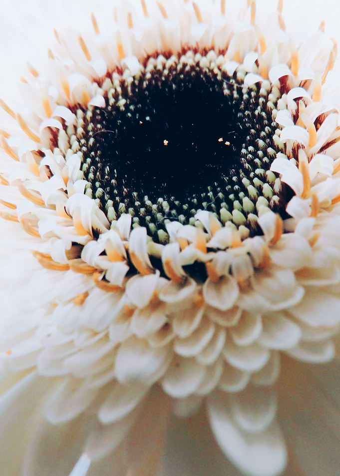 White Gerbera Germini