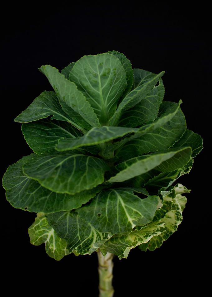 Brassica cabbage