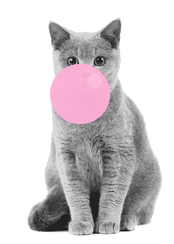 GREY CAT BUBBLEGUM