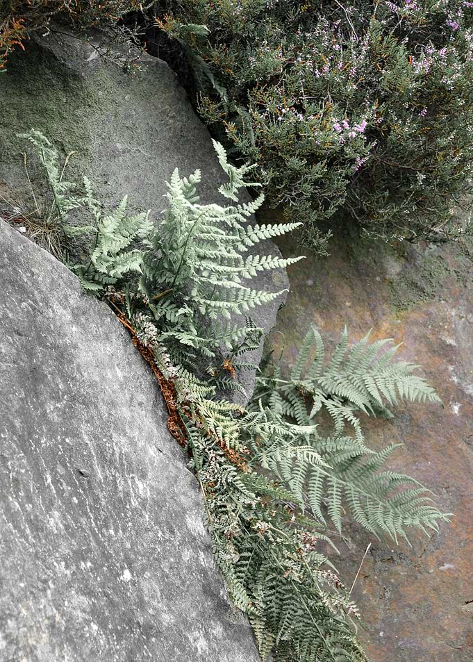 Nature Abstract