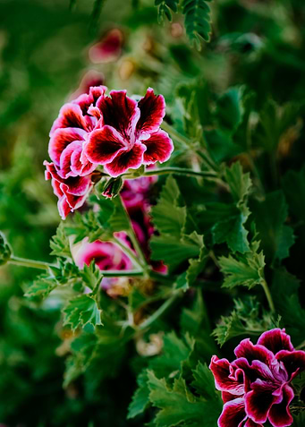 Burning Flowers