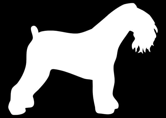 Kerry Blue Terrier