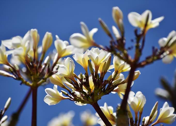 Bunch of white flowers aga