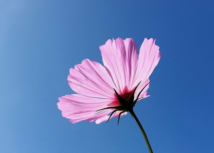 Pink petals