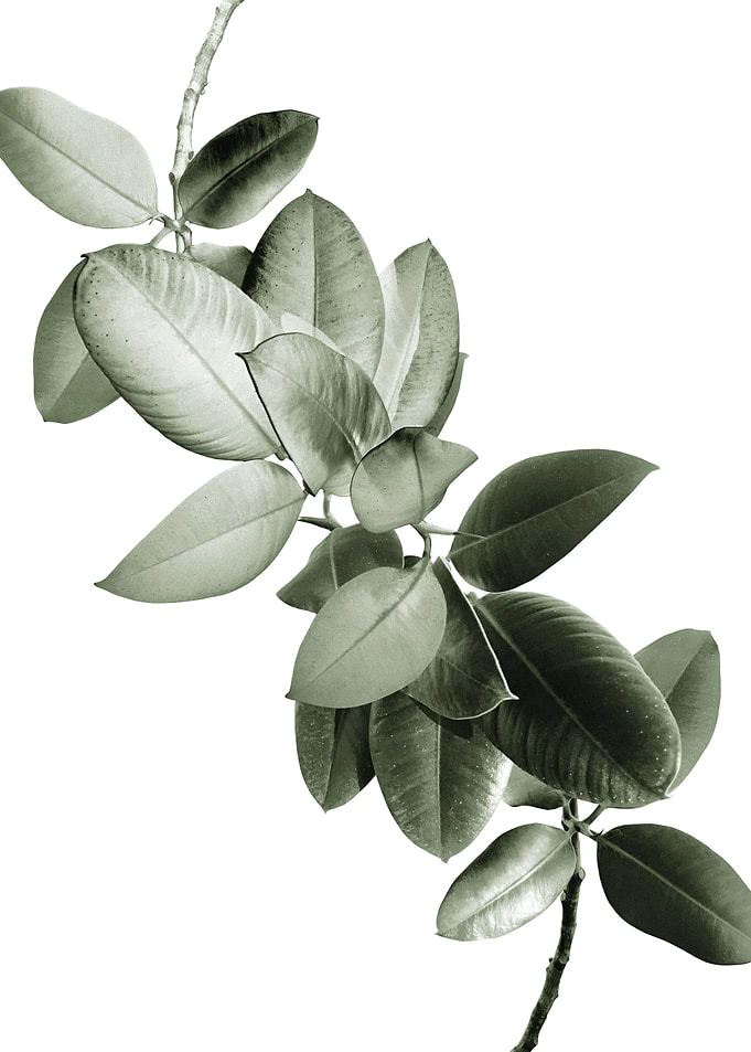 Yin Yang Ficus Glam 1