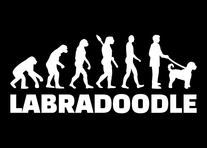 Labradoodle