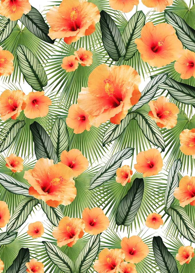 Hibiscus Calathea Palm 3
