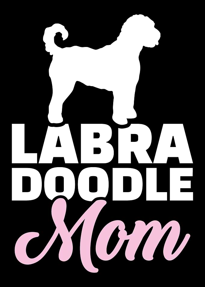 Labradoodle