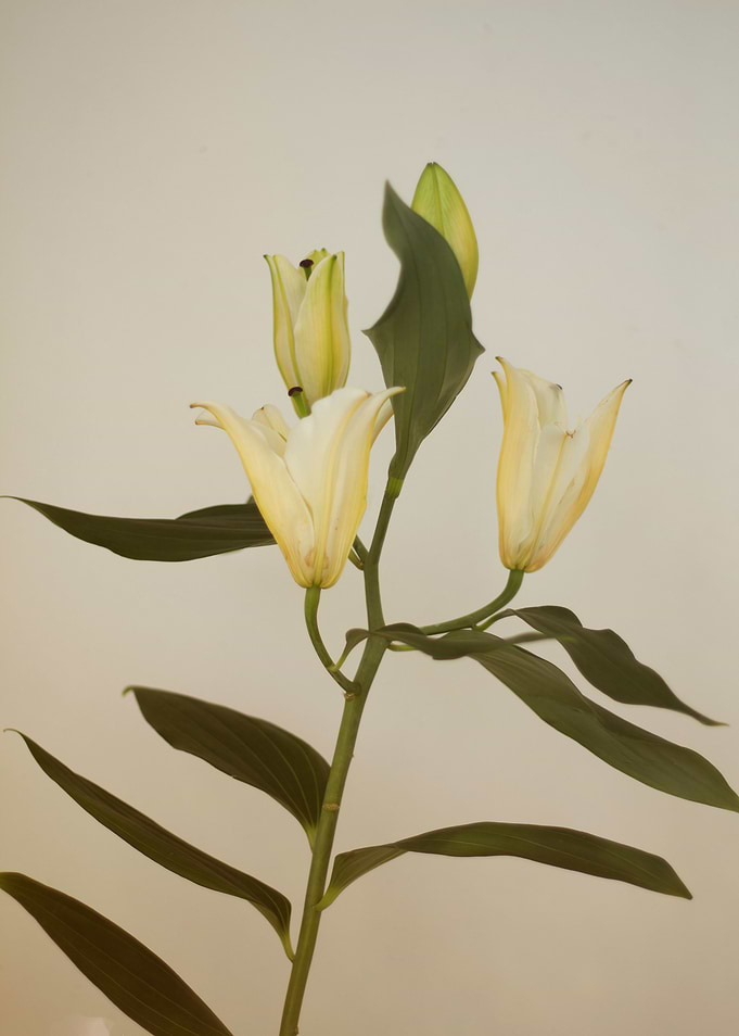 White lilies