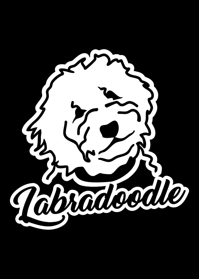 Labradoodle