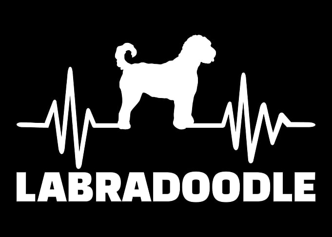 Labradoodle