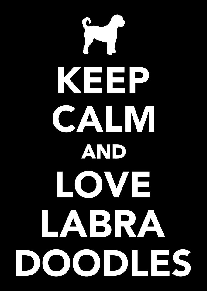 Labradoodle