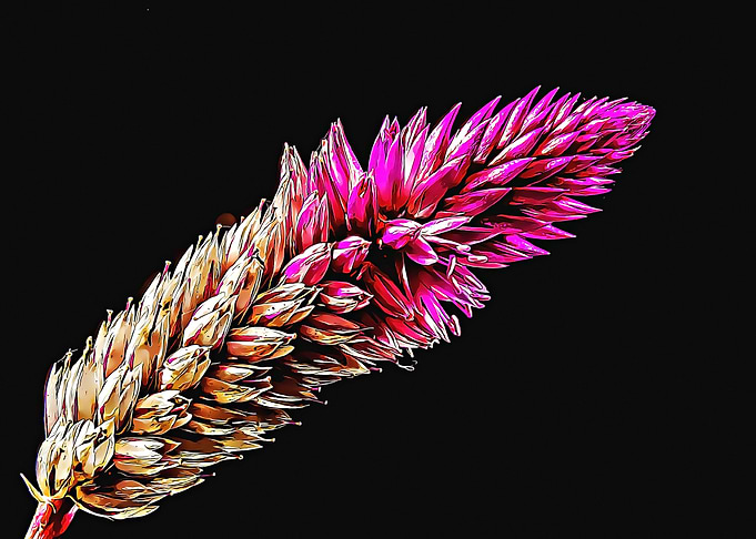 flower macro