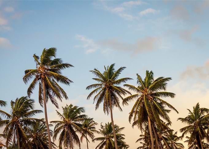 Palm View