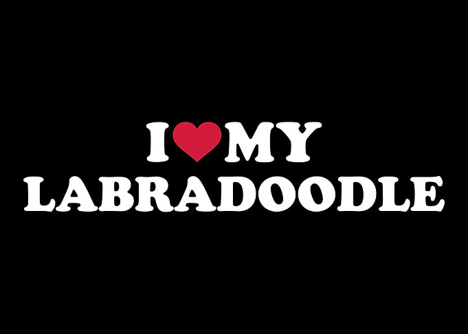 Labradoodle