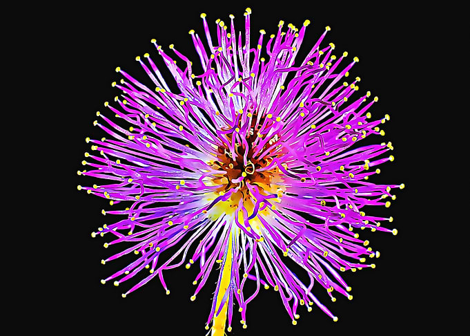 dandelion macro