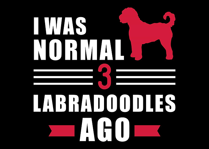 Labradoodle