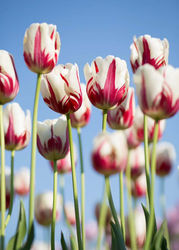 Tulips Flower