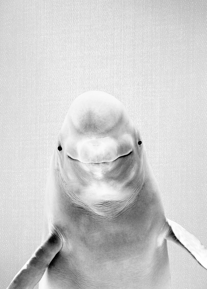 Beluga Whale BW