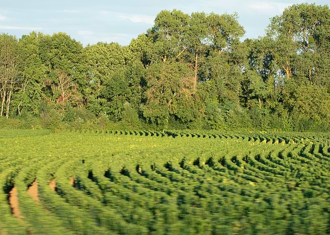 Drunk vineyard