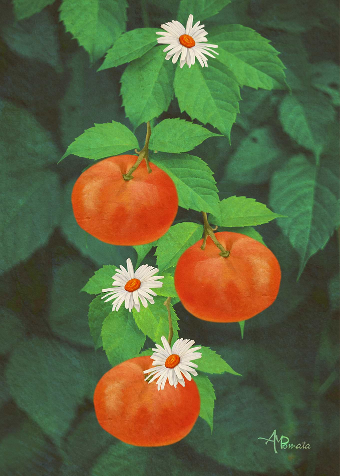 Branch Of Mandarines