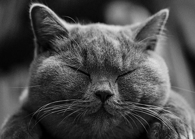 Cute cat