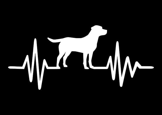 Labrador
