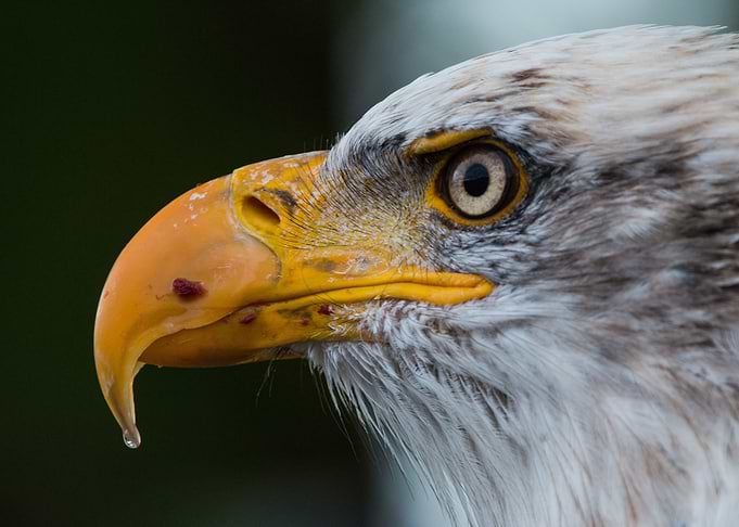 Eagle