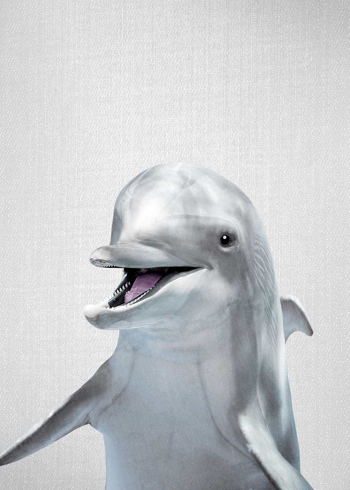 Dolphin Colorful