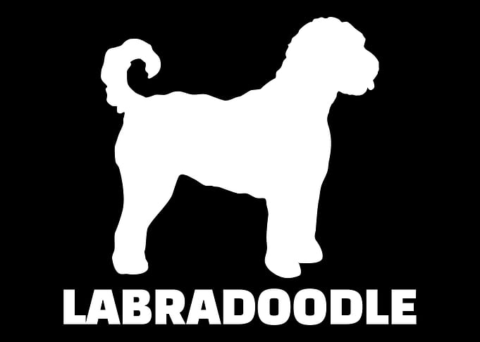 Labradoodle