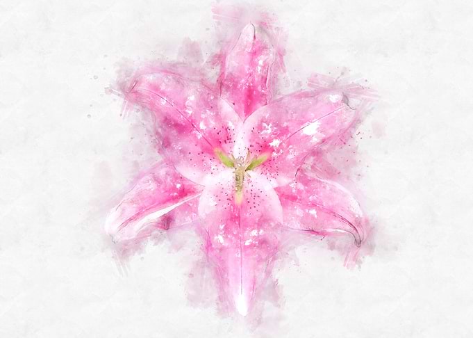 pink lily watercolor
