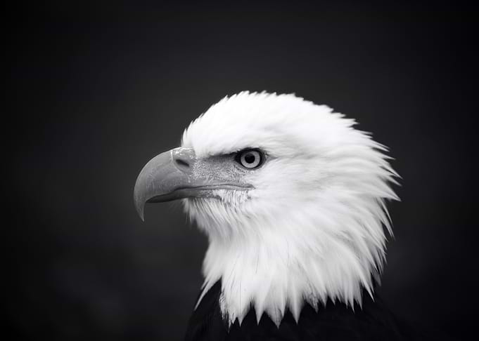 THE HEAD OF BALD EAGLE