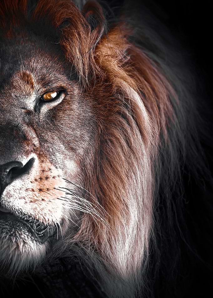 lion half face fire eye