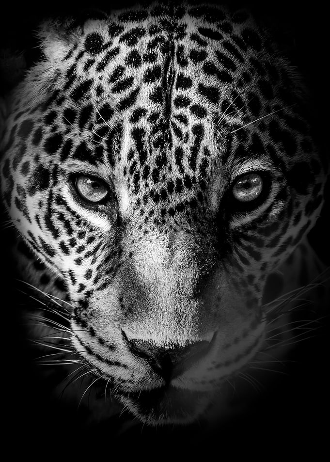 black and white jaguar