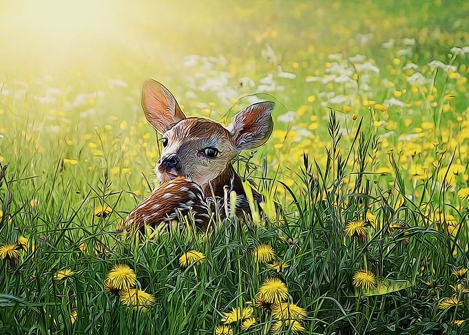 deer