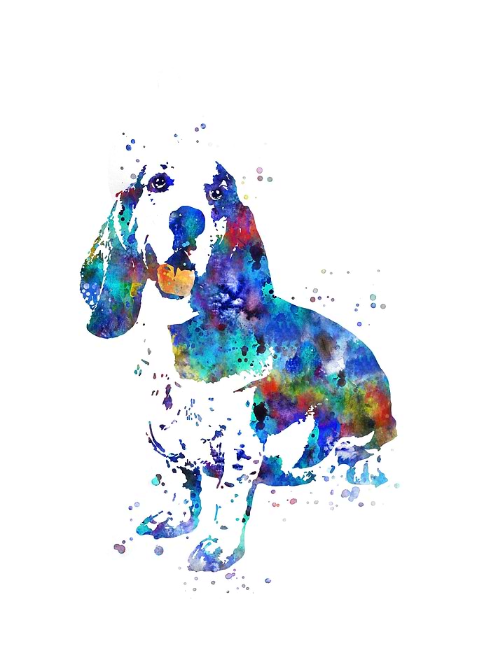 Basset hound