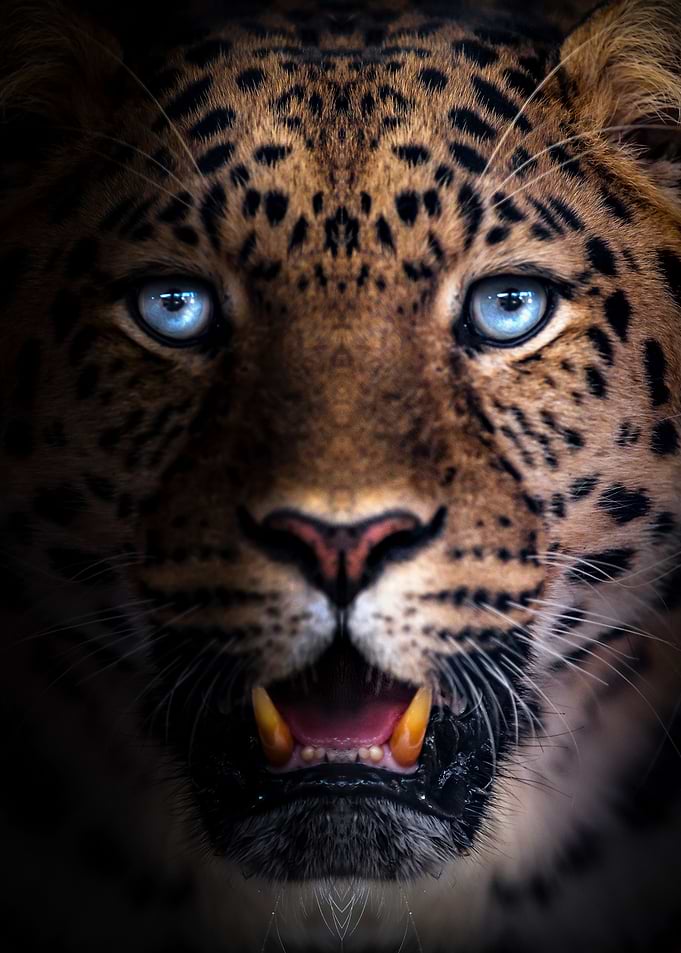blue eyes jaguar face