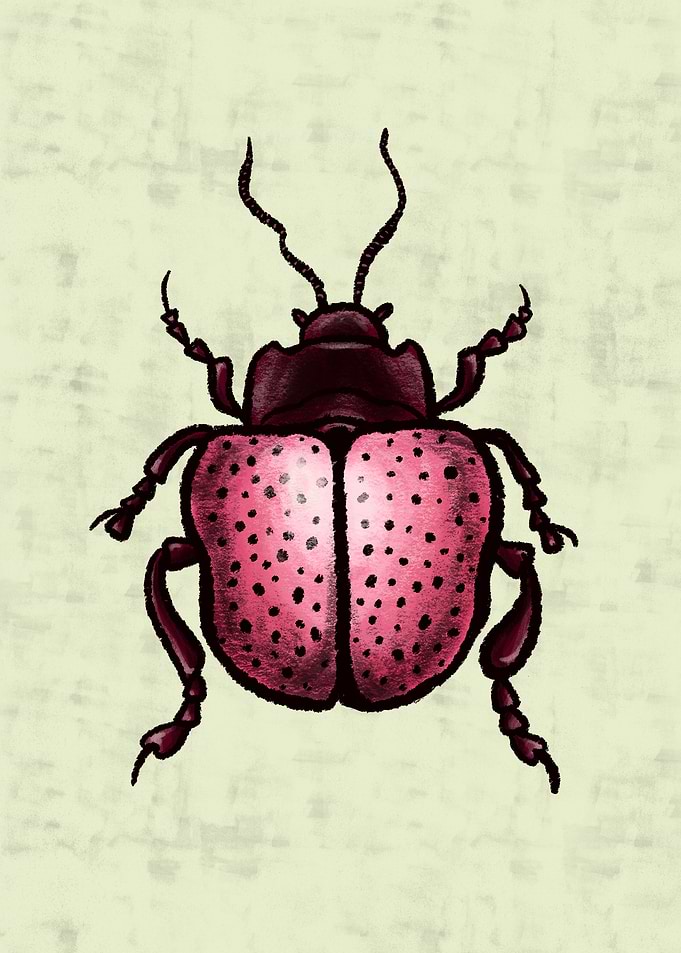 Pink Beetle With Dots Inse