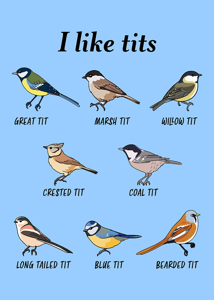 Funny Tit Bird watching
