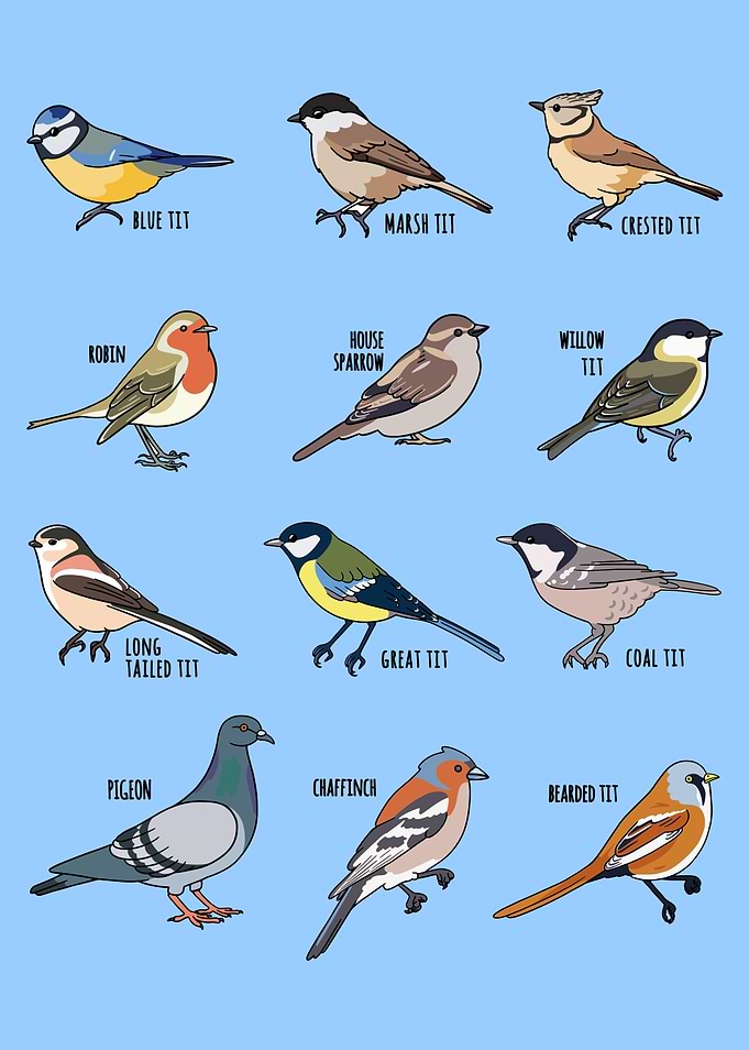 Wildlife Bird Collection