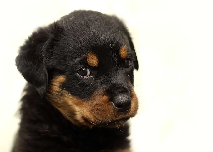 Puppy
