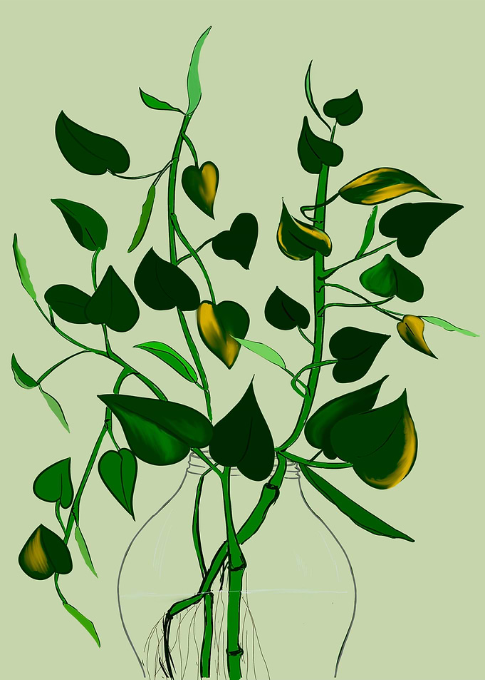 Pothos